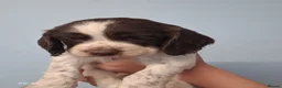 English Springer Spaniel dogs for sale: 9 week old Springer Spaniel pups in Rushden - Advert 6