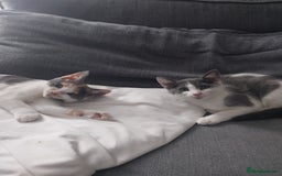 Mixed Breed cats for sale: Two kittens  - Image 1