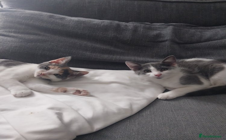 Mixed Breed cats - Advert 1