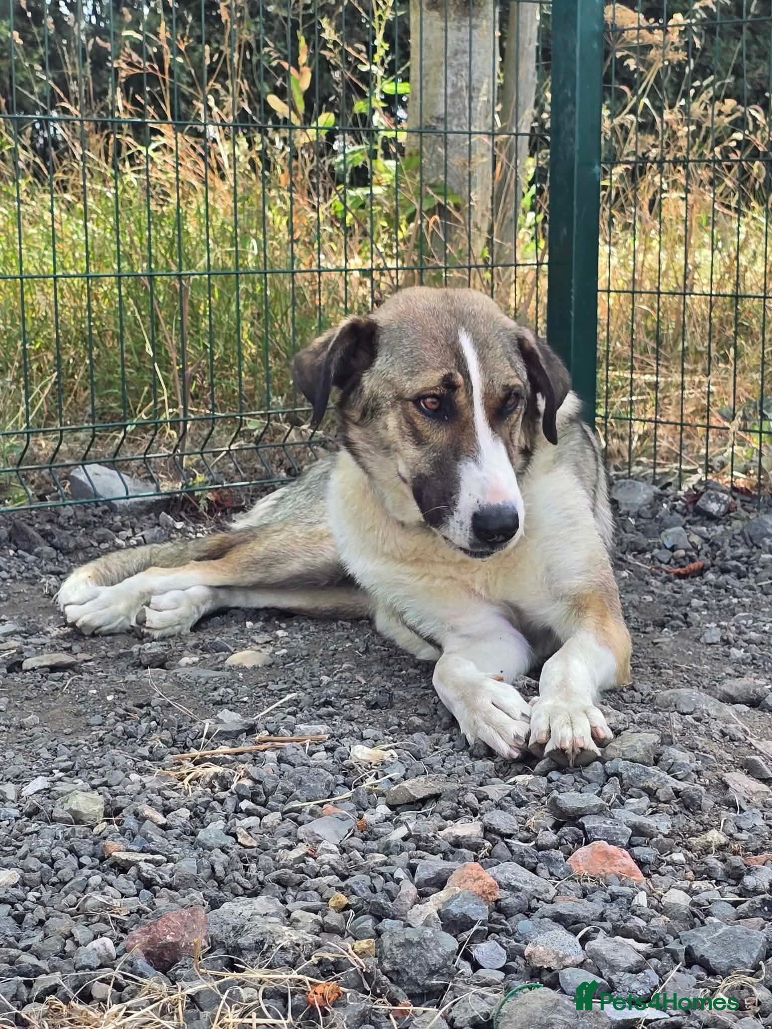 Mixed Breed dogs Beautiful Big Girl Blanca  - Advert 1
