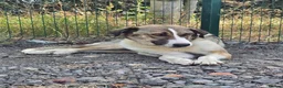 Mixed Breed dogs for adoption: Beautiful Big Girl Blanca  - Advert 1