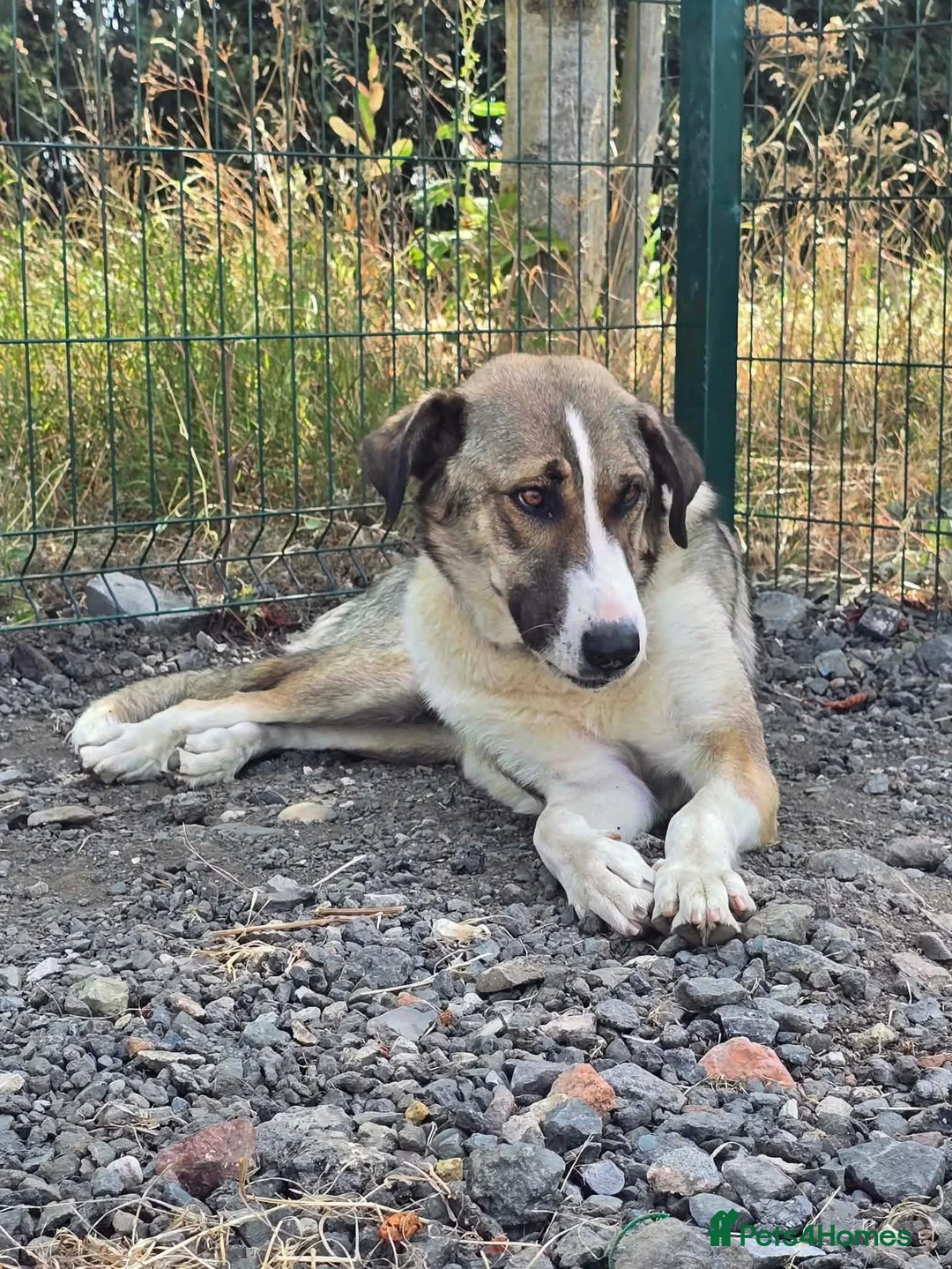 Mixed Breed dogs for adoption: Beautiful Big Girl Blanca  - Advert 1
