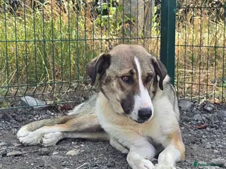 Mixed Breed dogs Beautiful Big Girl Blanca - Advert 1
