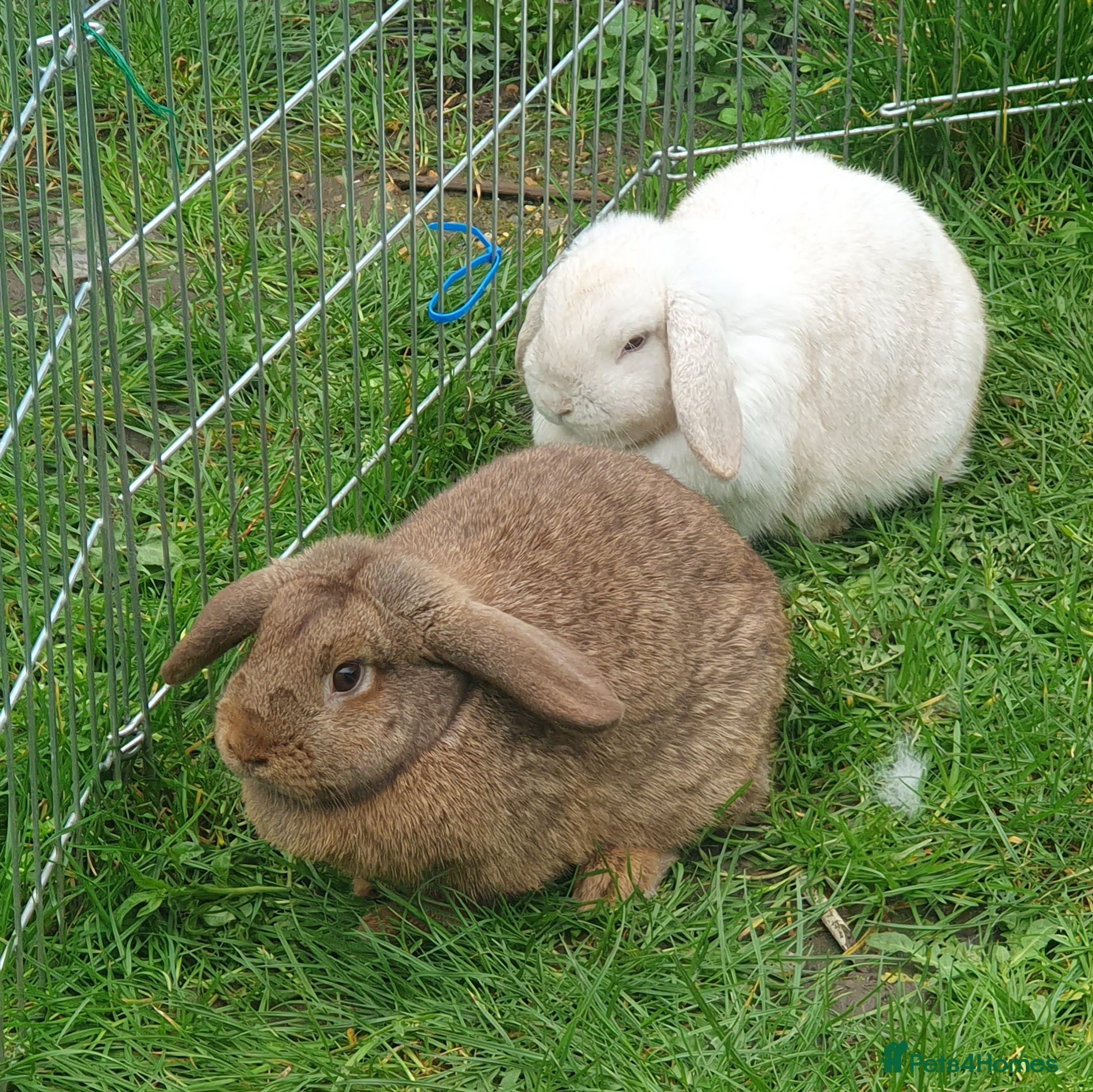 French Lop rabbits 2 Gorgeous Plush French Mini Lops 6 Months Old - Advert 2