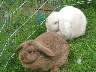 French Lop rabbits 2 Gorgeous Plush French Mini Lops 6 Months Old - Advert 2