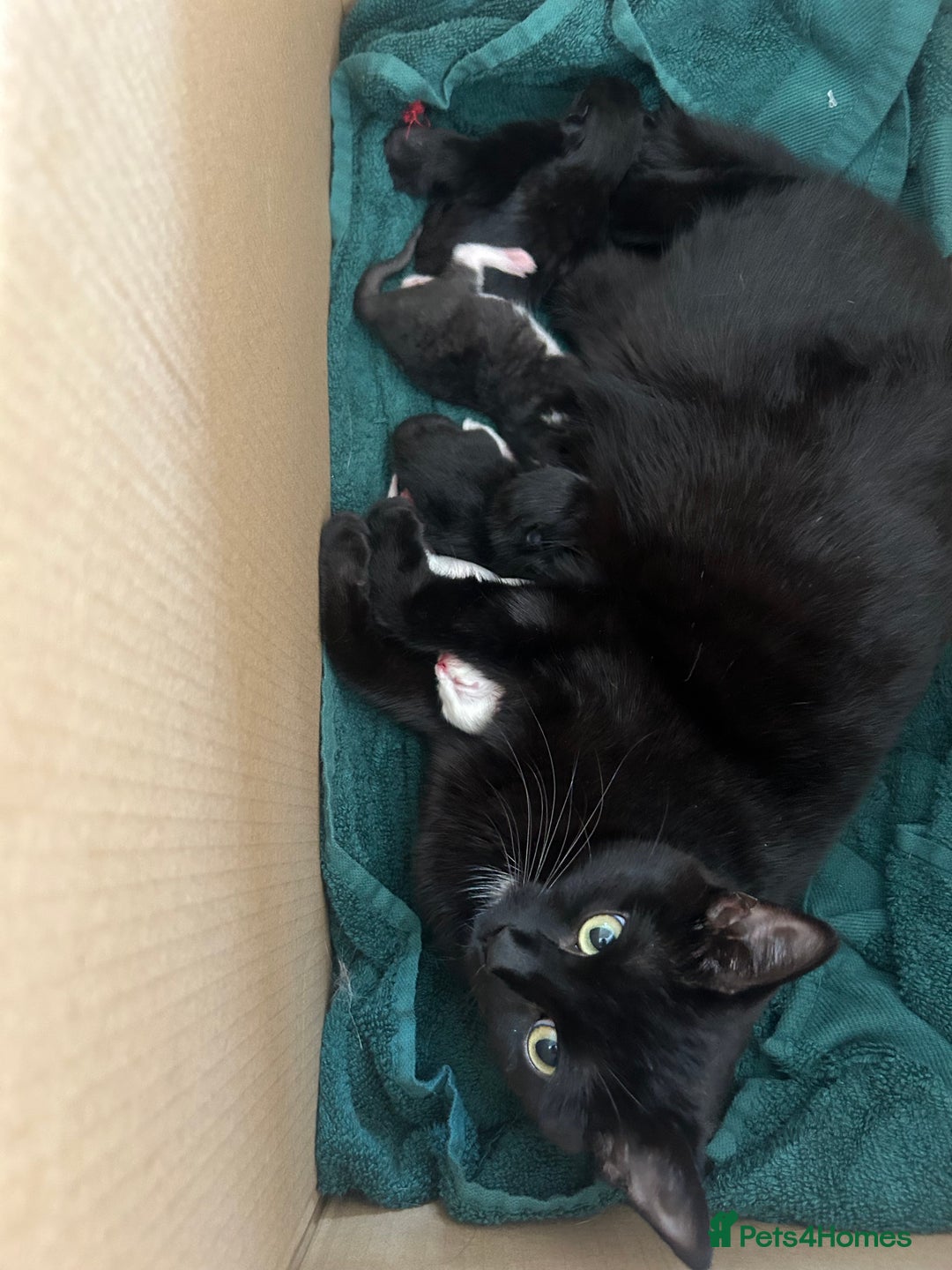 Mixed Breed cats for sale: 3 gorgeous kittens 🖤🤍 - Image 7