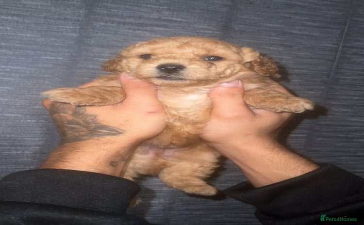 Shihpoo dogs F1B shihpoos  - Advert 12