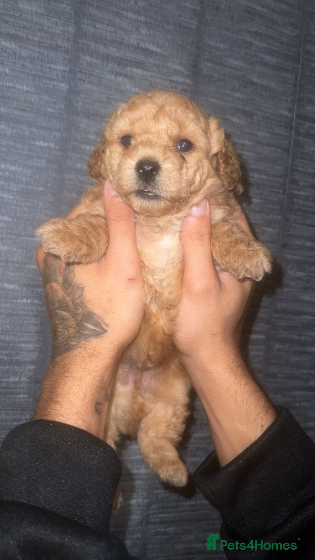 Shihpoo dogs for sale: F1B shihpoos  - Advert 1
