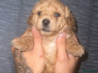 Shihpoo dogs for sale: F1B shihpoos - Advert 1