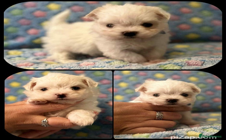 Maltese dogs - Advert 15