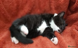 British Shorthair cats for sale: British short hair kittens  - Image 11