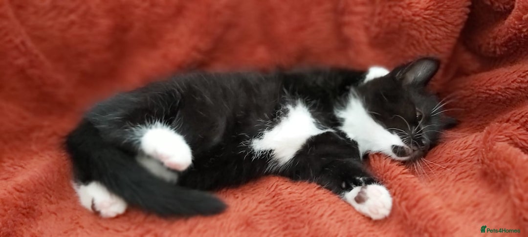 British Shorthair cats for sale: British short hair kittens  - Image 11