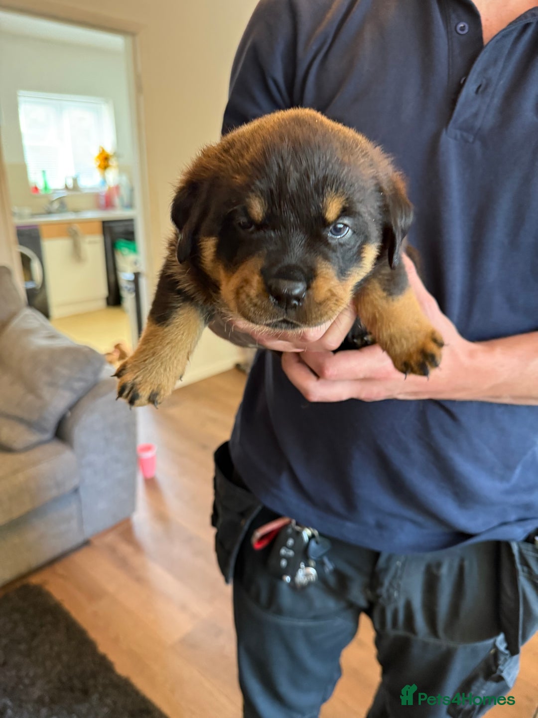 Rottweiler dogs for sale: Rottweiler puppies  - Image 11