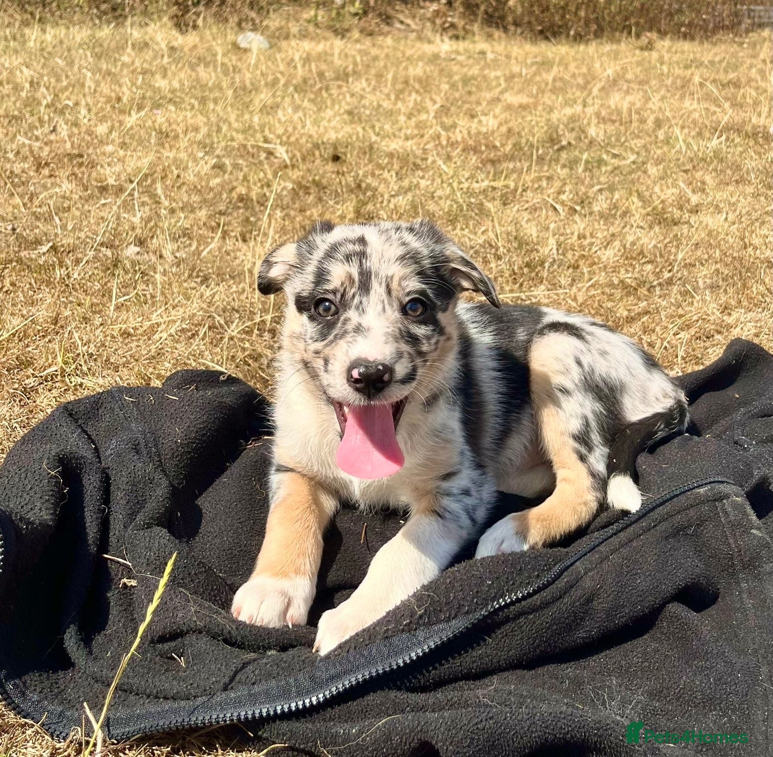 Border Collie dogs Stunning collie puppies for sale - Advert 2