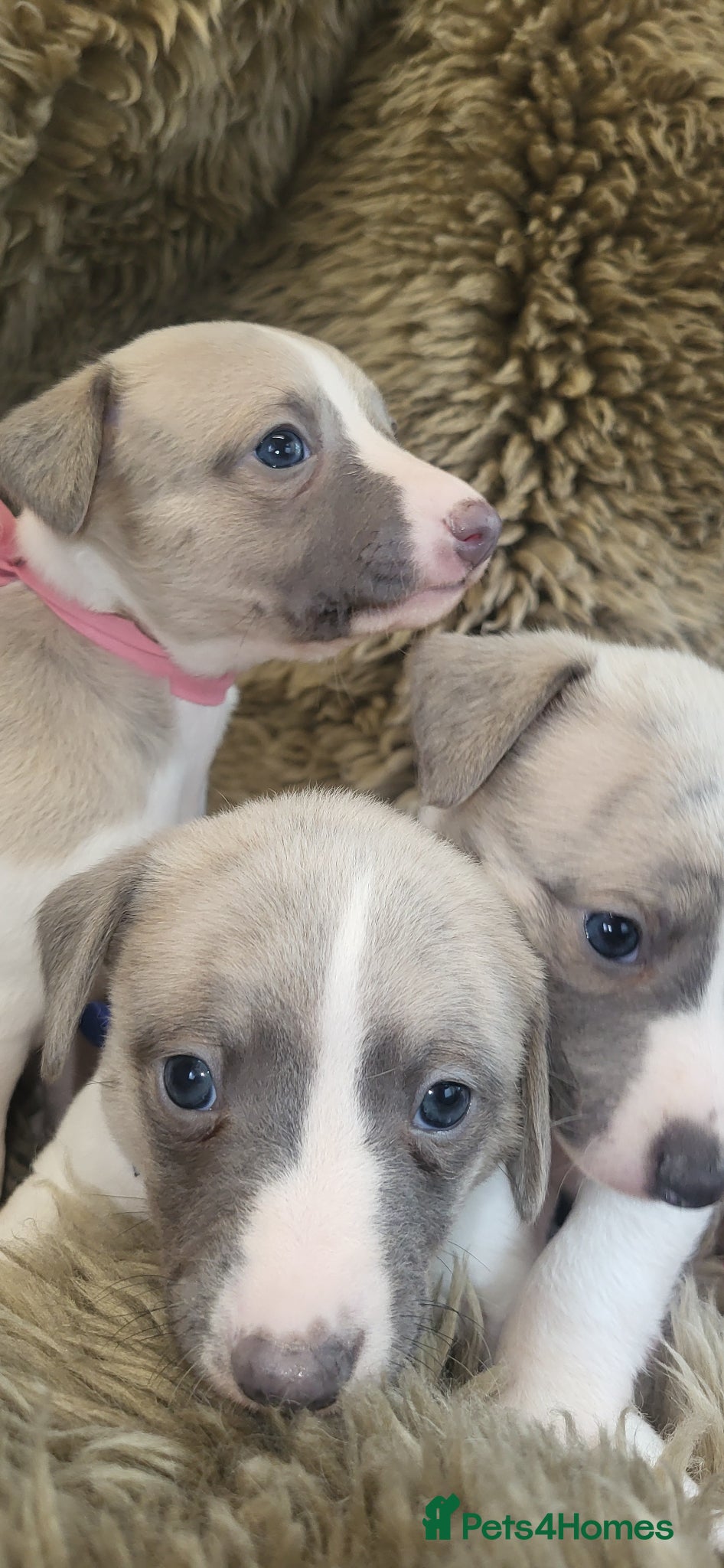 Whippet dogs Whippet puppies pure blue a white  - Advert 6