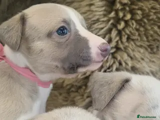 Whippet dogs Whippet puppies pure blue a white - Advert 1