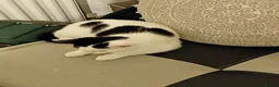 Mixed Breed cats for sale: Female kitten for sale  in Wolverhampton - Advert 2