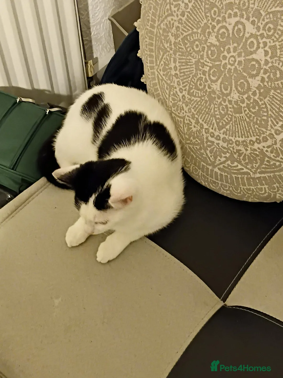 Mixed Breed cats for sale: Female kitten for sale  in Wolverhampton - Advert 2