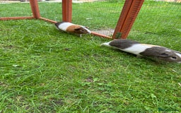 Guinea Pig rodents for sale: 2 male guinea pig brothers - Image 2