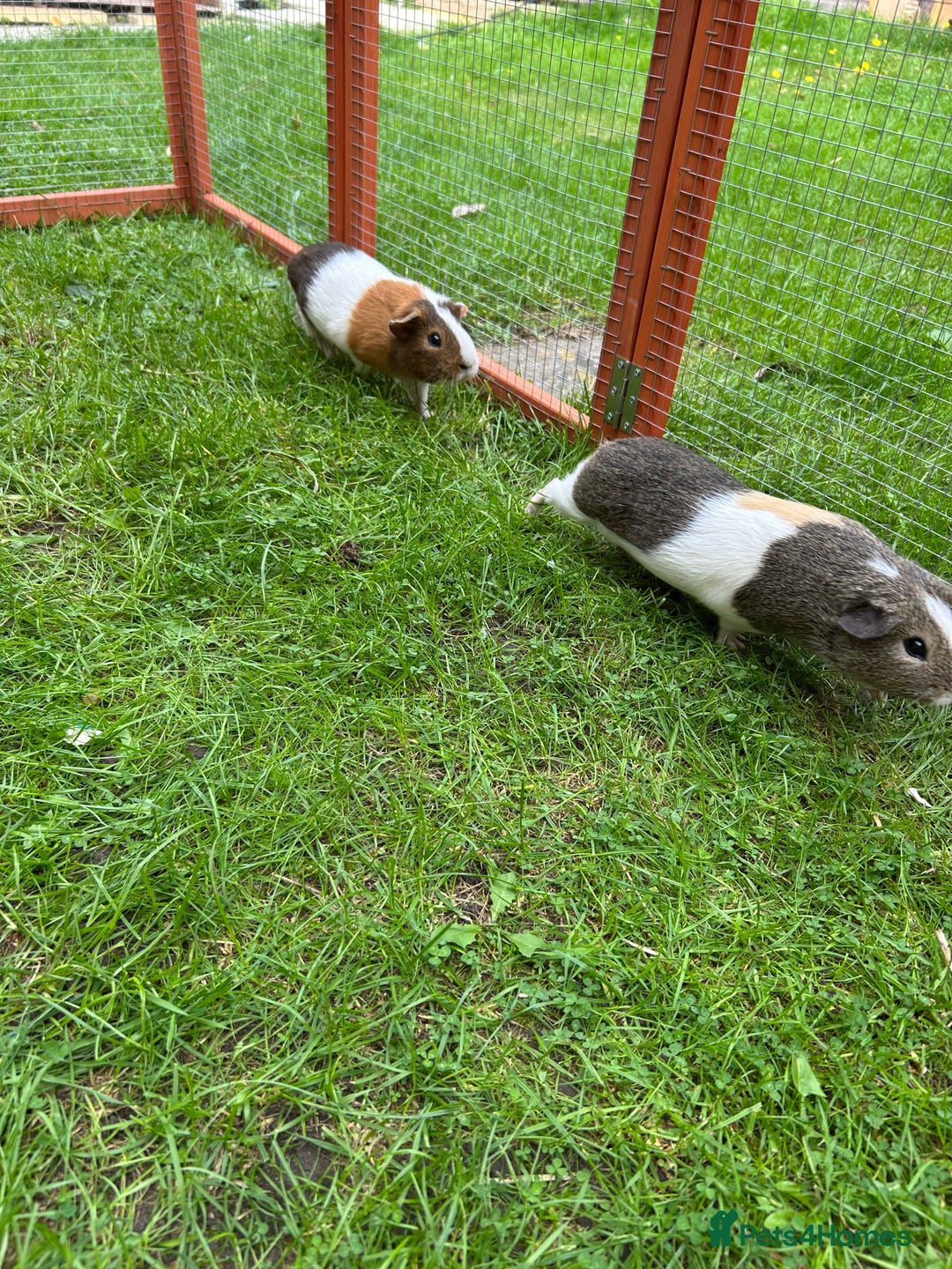 Guinea Pig rodents for sale: 2 male guinea pig brothers - Image 2