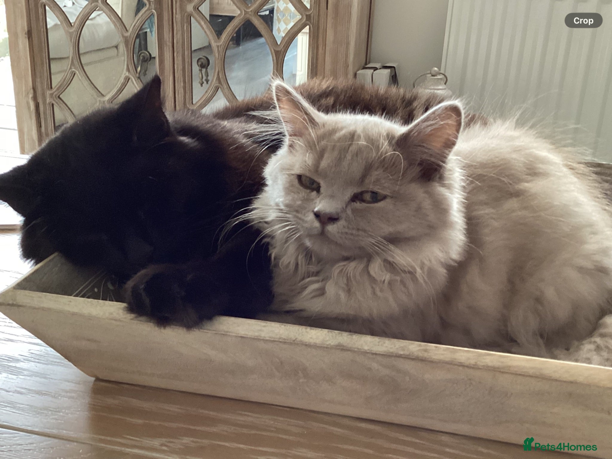 Mixed Breed cats Beautiful British longhair x Maine coon x kitten  - Advert 2