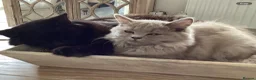 Mixed Breed cats for sale: Beautiful British longhair x Maine coon x kitten  - Advert 1