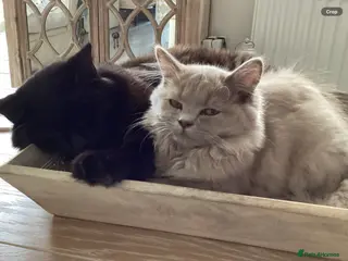 Mixed Breed cats Beautiful British longhair x Maine coon x kitten - Advert 7