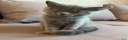 British Shorthair cats for sale: 💙 Gorgeous Blue British Shorthair Kittens  💙 - Advert 14