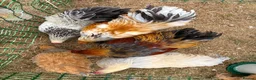 Chickens poultry for sale: Large Fowl Brahma Pairs Mixed Colours - Advert 2