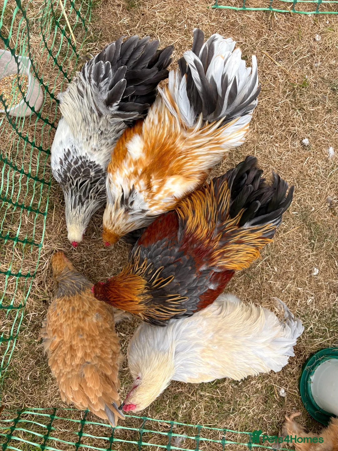 Chickens poultry for sale: Large Fowl Brahma Pairs Mixed Colours - Advert 2