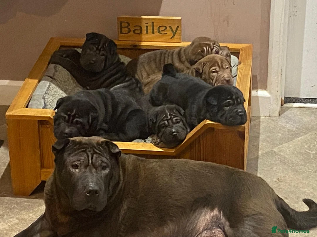 Shar Pei dogs for sale: 5 girls and one boy - Advert 6