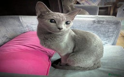 Russian Blue cats for sale: Affectionate TICA Registered kittens - Image 6