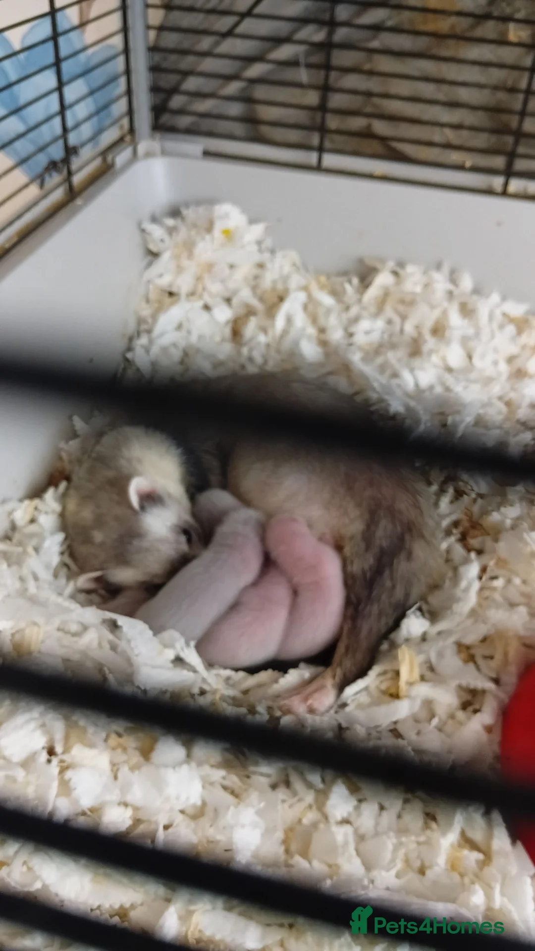 Ferret rodents for sale: Baby ferrets ready in 8 weeks  in Glasgow - Advert 1