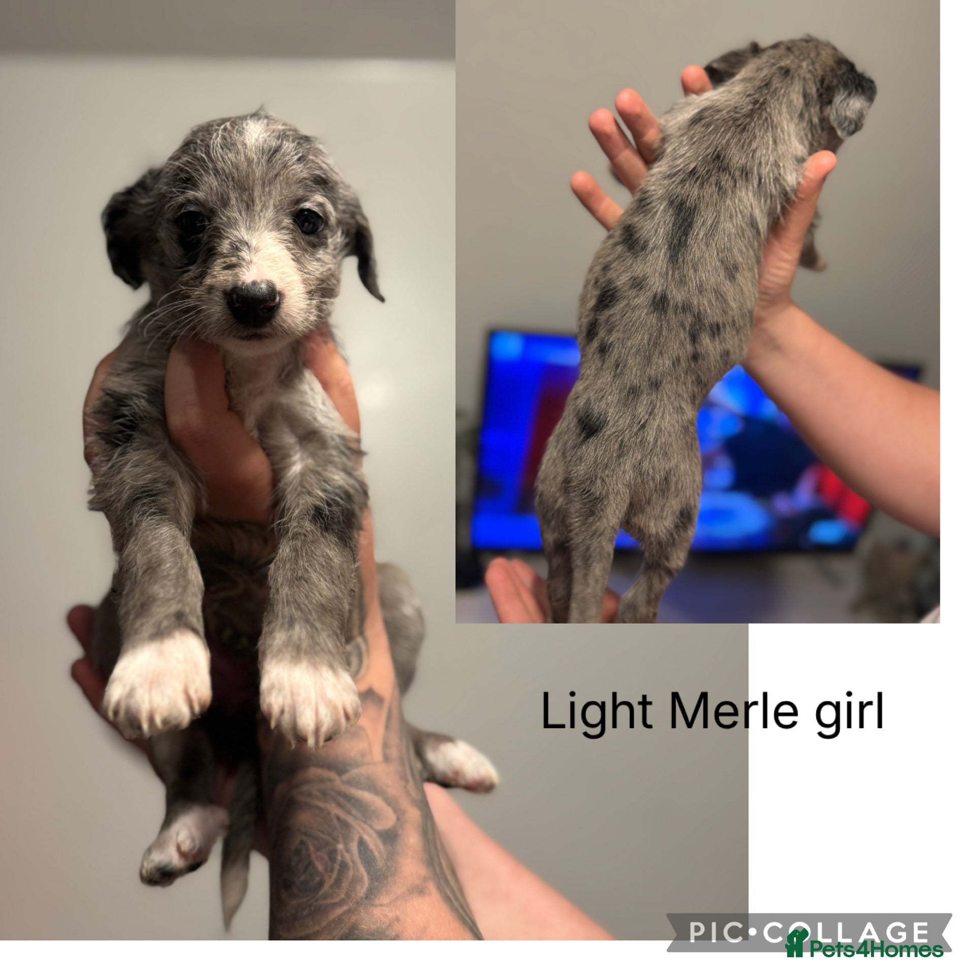 Mixed Breed dogs Whippoos  - Advert 4