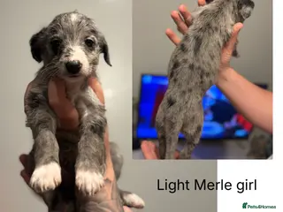 Mixed Breed dogs Whippoos - Advert 4