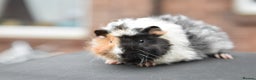 Guinea Pig rodents for sale: Baby Guinea Pigs Looking For New Home (All Males) - Advert 8