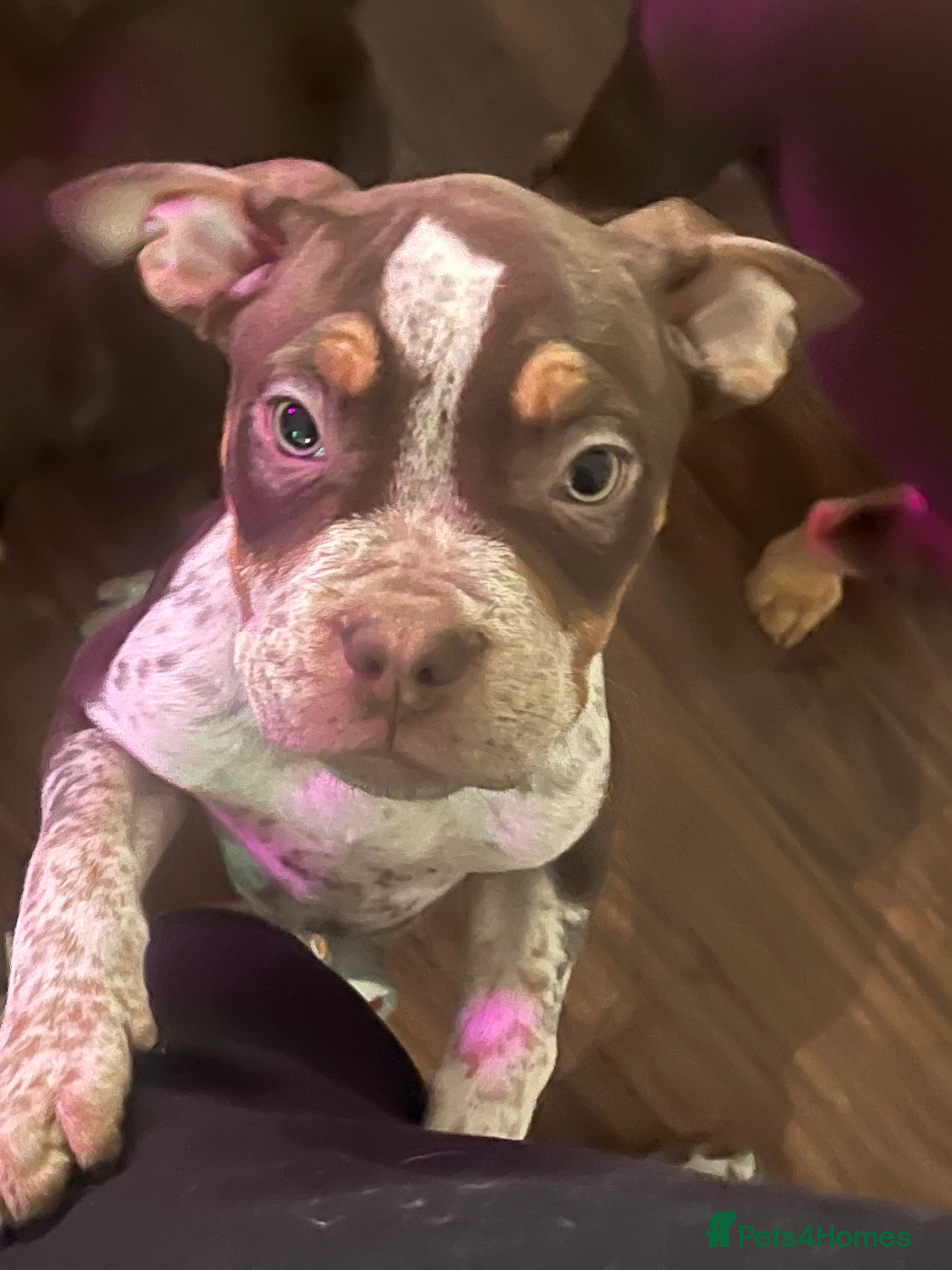 Mixed Breed dogs Last few remaining looking for forever homes! in Southport - Advert 2