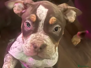 Mixed Breed dogs Last few remaining looking for forever homes! in Southport - Advert 2