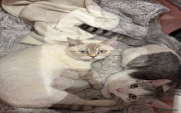 British Shorthair cats for sale: Two beautiful girls waiting for forever home  - Image 19