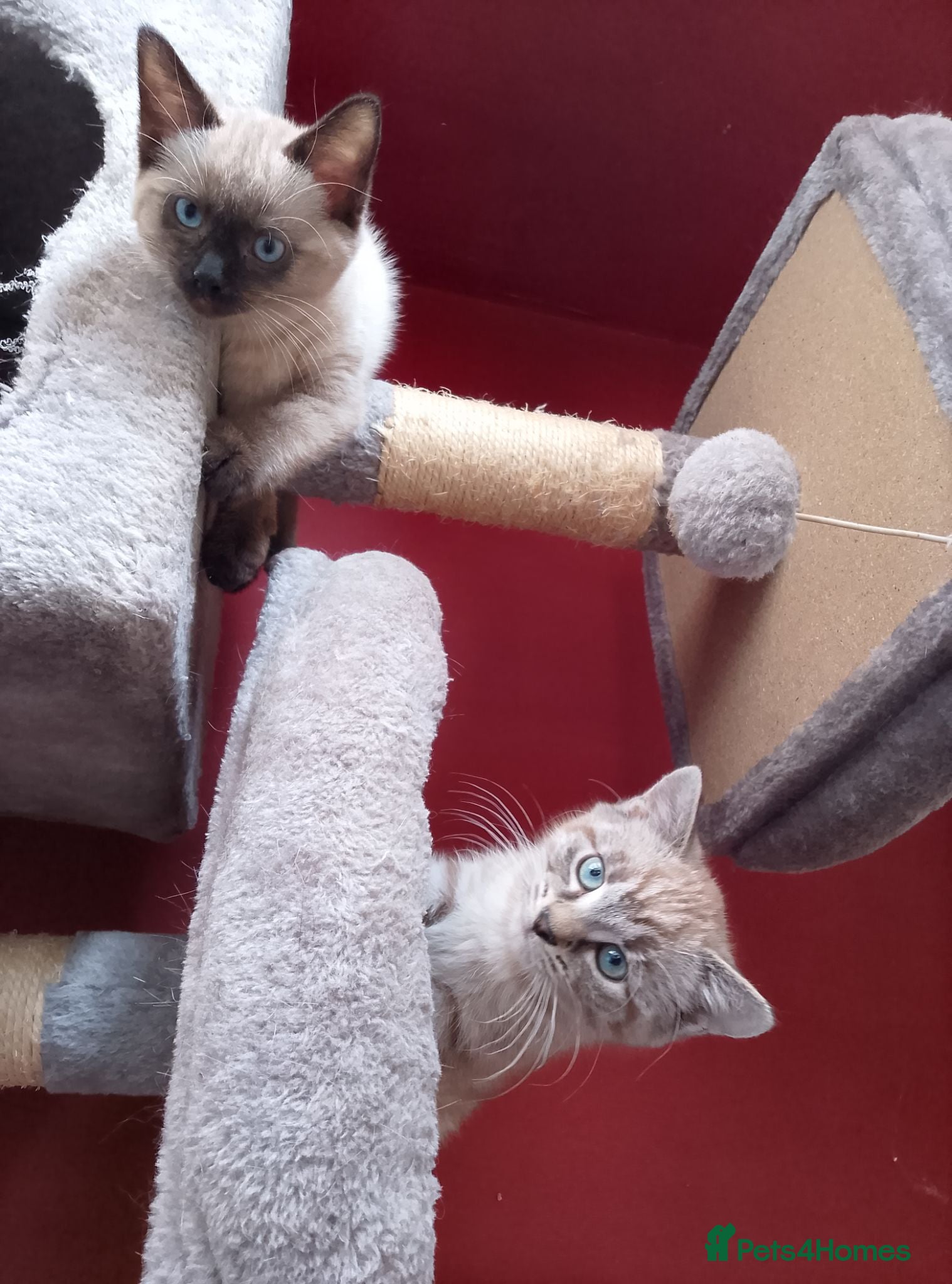 British Shorthair cats 2 cream girls - Advert 7