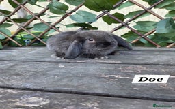 Mini Lop rabbits for sale: Pure bred Mini Lop Bunnies - Image 7