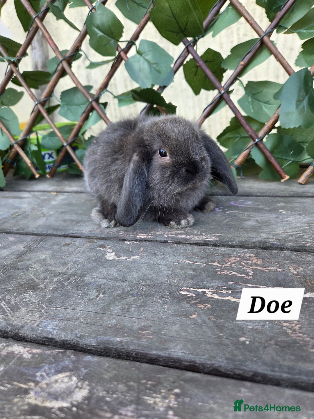 Mini Lop rabbits for sale: Pure bred Mini Lop Bunnies - Image 7
