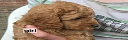 Cockapoo dogs for sale: Fb2 Cockapoos looking for loving home - Advert 1