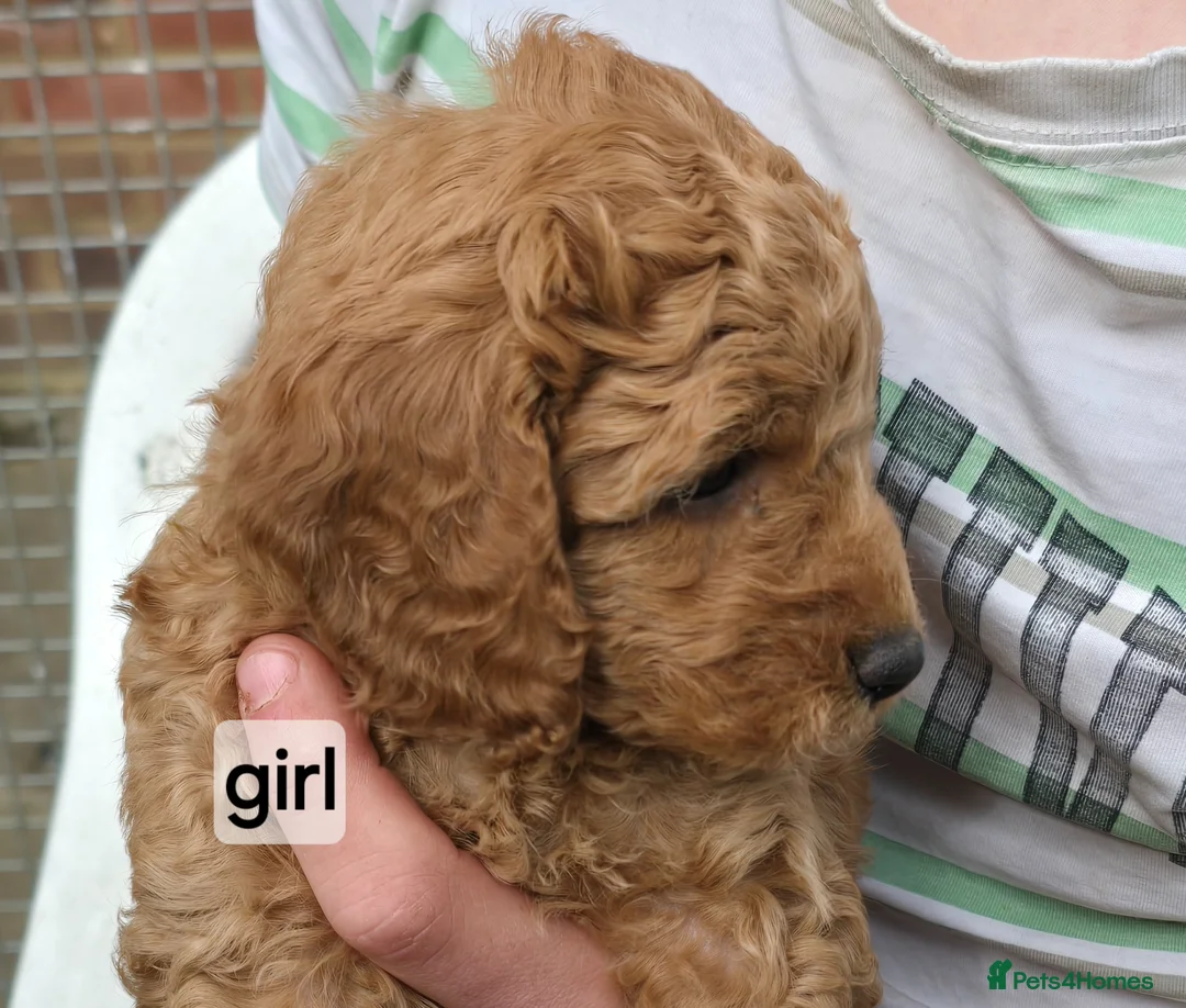 Cockapoo dogs for sale: Fb2 Cockapoos looking for loving home - Advert 1