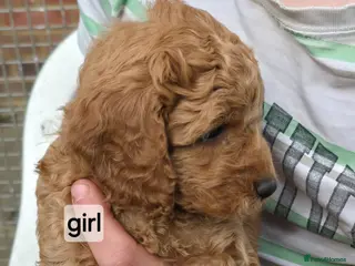 Cockapoo dogs Fb2 Cockapoos looking for loving home - Advert 1