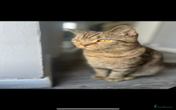 British Shorthair cats for sale: Adorable loving willow - Image 3