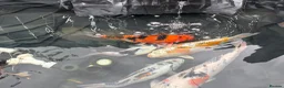 Koi Carp fish for sale: Koi carp - Advert 8