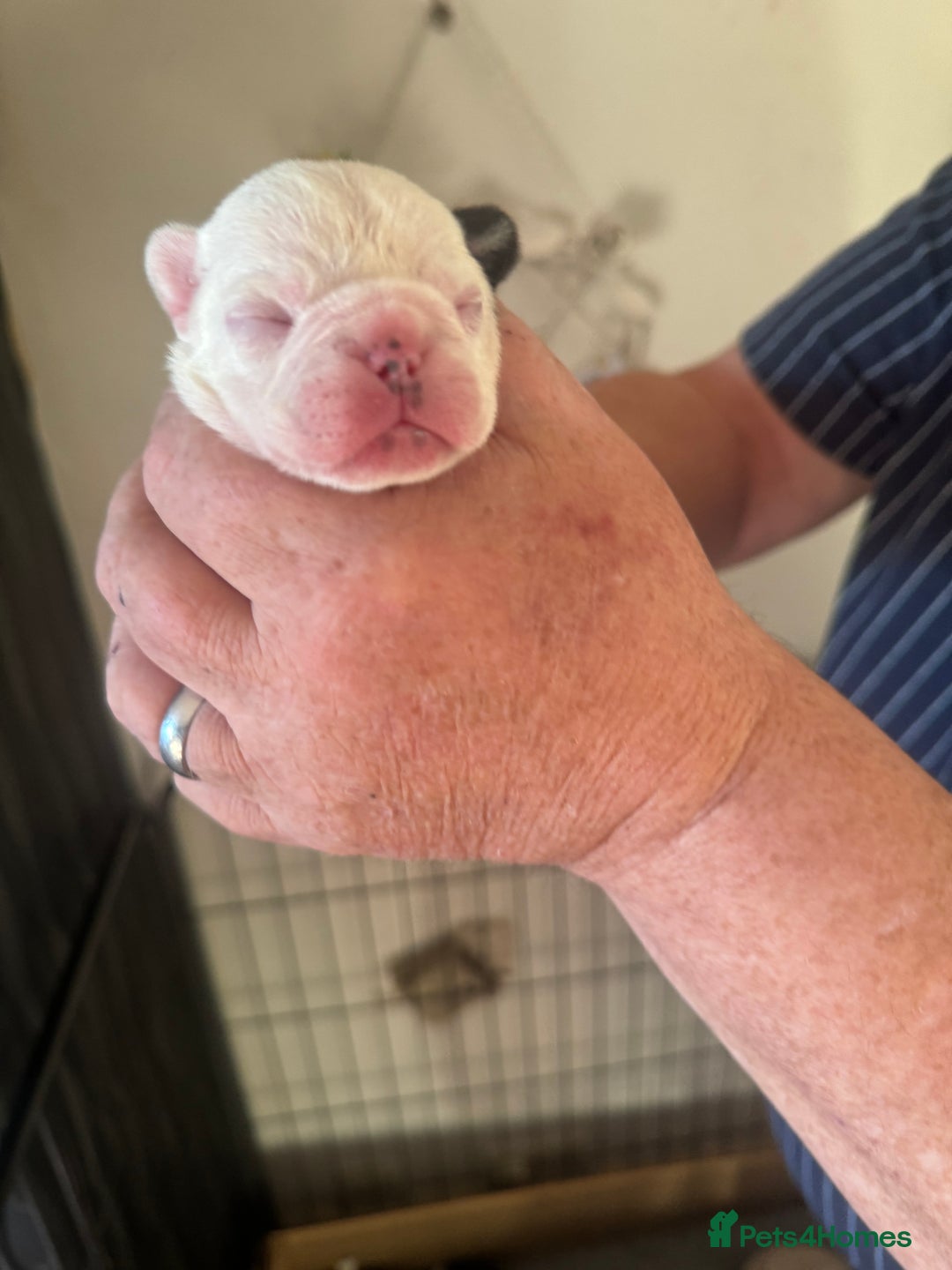 French Bulldog dogs for sale: French bulldog puppies  - Advert 5