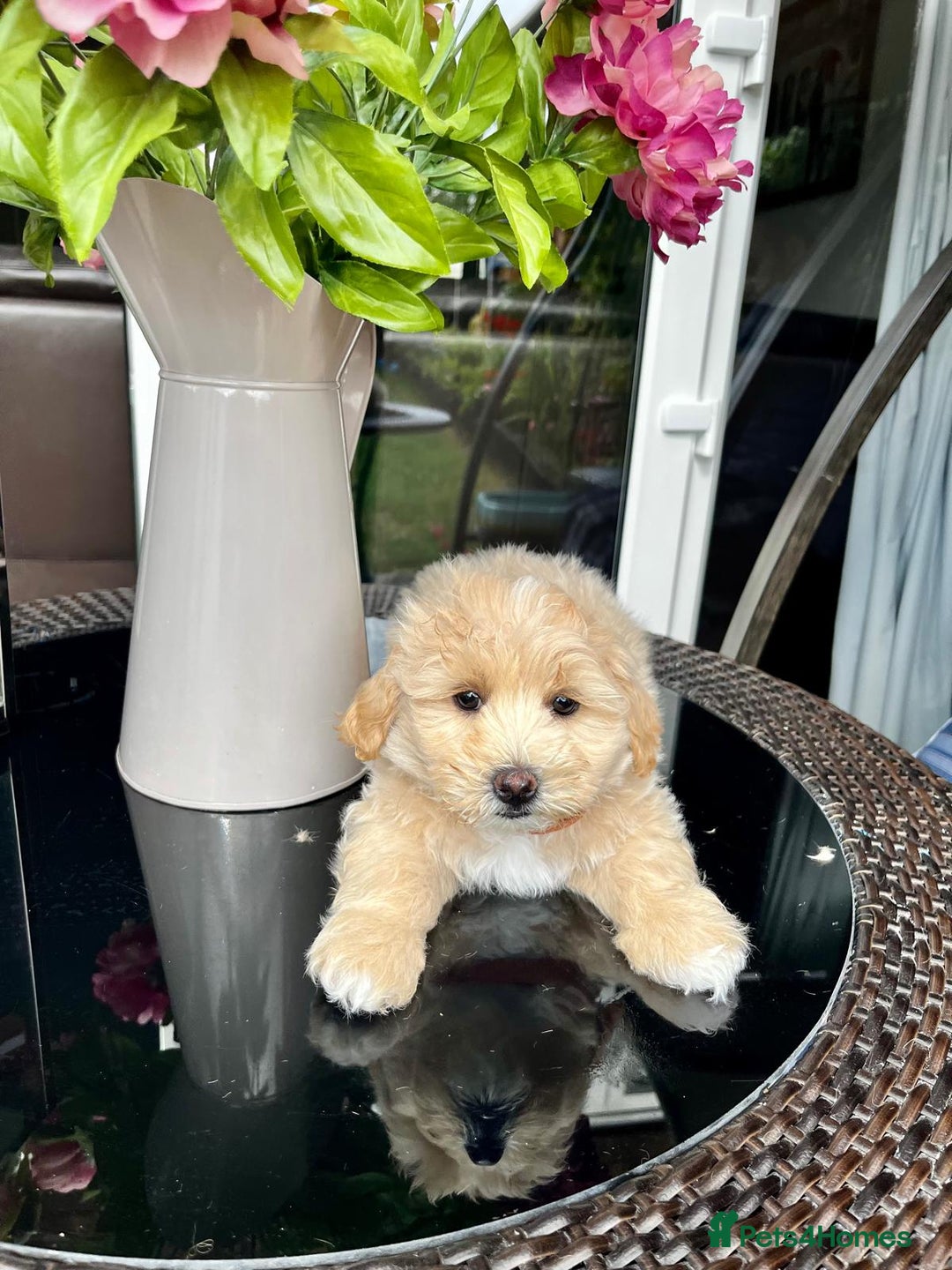 Maltipoo dogs for sale: Adorable Maltipoo  - Image 34