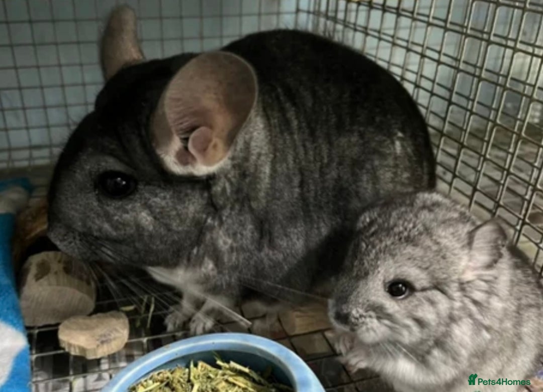 Chinchilla rodents for sale: One female standard grey DOB 2/04/2025 in Macclesfield - Image 3